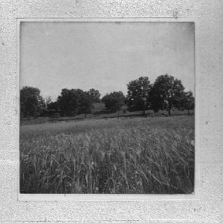 The Battlefield at Priarie Grove, Arkansas